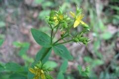Hypericum tetrapterum_Jordi Puyuelo