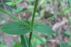 Hypericum tetrapterum_Jordi Puyuelo