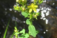 Hypericum tetrapterum_Jordi Puyuelo