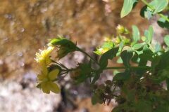 Hypericum tetrapterum_Merce Vallicrosa CC BY-NC