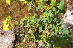 Hypericum tetrapterum_Merce Vallicrosa CC BY-NC