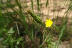 Hypochaeris glabra_Josep Llovera CC BY-NC