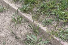 Hypochaeris radicata radicata_Josep Lluis Berdonces CC BY-NC