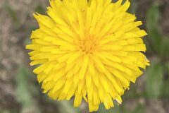 Hypochaeris radicata radicata_Josep Lluis Berdonces CC BY-NC