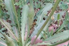 Hypochaeris radicata radicata_Merce Vallicrosa CC BY-NC