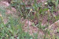 Hypochaeris radicata radicata_Merce Vallicrosa CC BY-NC