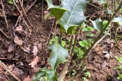 Ilex aquifolium_Andres Tello