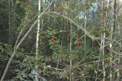 Ilex aquifolium_Gabriel Huguet