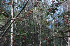 Ilex aquifolium_Gabriel Huguet