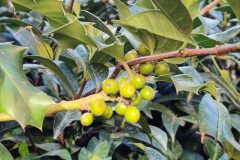 Ilex aquifolium_Joaquim Reberte CC BY-NC
