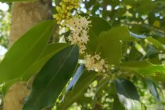 Ilex aquifolium_Merce Vallicrosa CC BY-NC