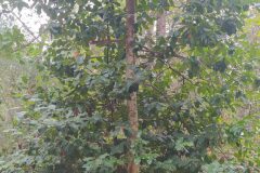 Ilex aquifolium_Merce Vallicrosa CC BY-NC