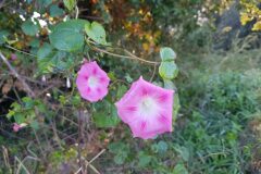 Ipomoea purpurea_Roger Vila CC BY-NC