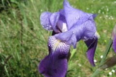 Iris ×germanica_Jordi Puyuelo