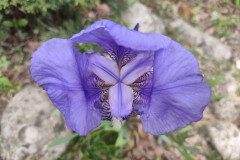 Iris ×germanica_Lourdes Siles