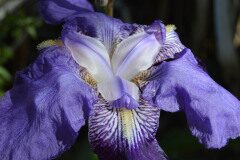 Iris ×germanica_Mariona Alonso