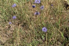 Jasione montana_Begona Travy CC BY-NC