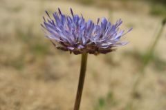 Jasione montana_Jordi Puyuelo