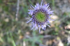 Jasione montana_Jordi Puyuelo