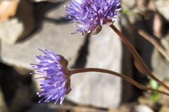 Jasione montana_Merce Vallicrosa CC BY-NC