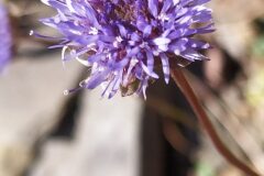 Jasione montana_Merce Vallicrosa CC BY-NC