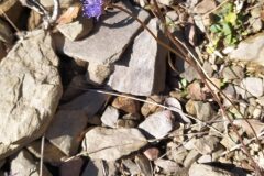 Jasione montana_Merce Vallicrosa CC BY-NC