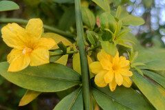 Jasminum mesnyi_Jordi Bassi