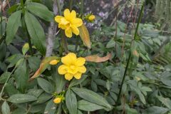 Jasminum mesnyi_Katarzyna Zarnowiec CC BY-SA