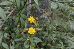 Jasminum mesnyi_Katarzyna Zarnowiec CC BY-SA