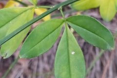 Jasminum mesnyi_Merce Vallicrosa CC BY-NC