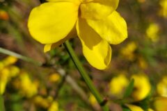 Jasminum mesnyi_Merce Vallicrosa CC BY-NC