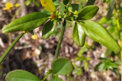 Jasminum mesnyi_Merce Vallicrosa CC BY-NC