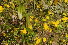 Jasminum mesnyi_Merce Vallicrosa CC BY-NC