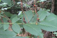 Juglans regia_Jordi Puyuelo