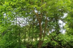 Juglans regia_Merce Vallicrosa CC BY-NC