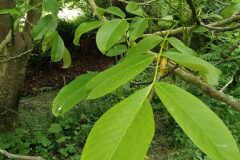 Juglans regia_Merce Vallicrosa CC BY-NC