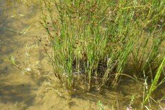 Juncus articulatus articulatus_Pere Barnola CC BY-SA