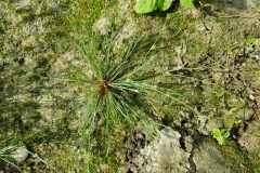 Juncus bufonius_Roger Vila CC BY-NC