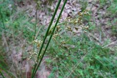 Juncus effusus_Josep Llovera CC BY-NC