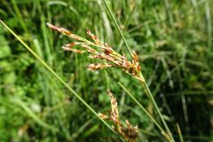 Juncus inflexus inflexus_Josep Llovera CC BY-NC