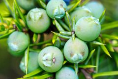 Juniperus communis saxatilis_Joaquim Reberte