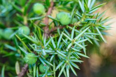 Juniperus communis saxatilis_Joaquim Reberte