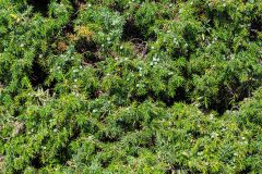 Juniperus communis saxatilis_Joaquim Reberte