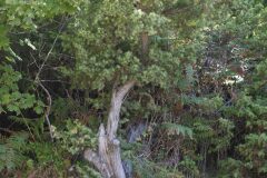 Juniperus communis_Joaquim Reberte