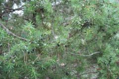 Juniperus communis_Jordi Puyuelo