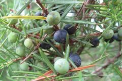 Juniperus communis_Jordi Puyuelo