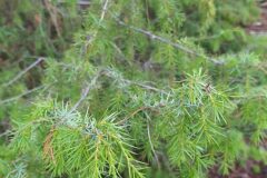 Juniperus communis_Merce Vallicrosa CC BY-NC