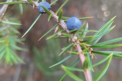 Juniperus communis_Merce Vallicrosa CC BY-NC