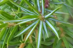 Juniperus communis_Merce Vallicrosa CC BY-NC