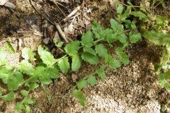 Kickxia elatine crinita